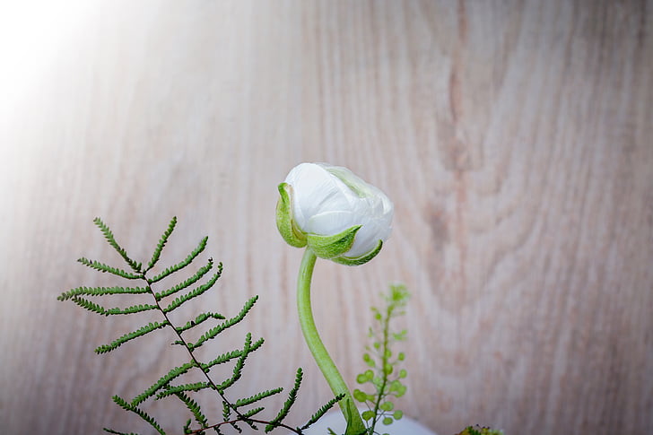 Ranunculus, flor, blanc, flors de primavera blanca, flors de primavera, flor, flor