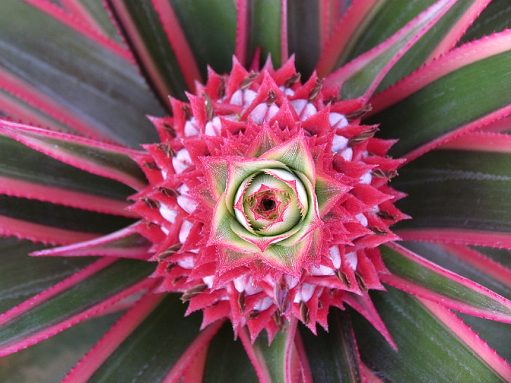 ananas, Blossom, blomst, Pink, frugt, Tropical, mad