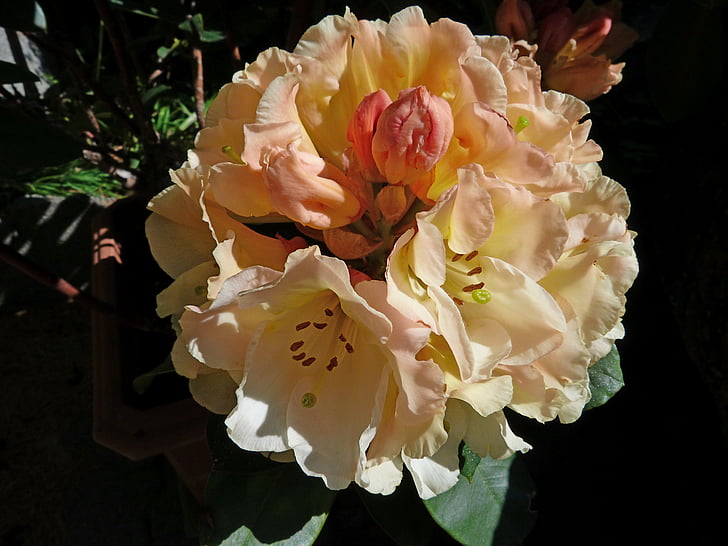 Rhododendron, kvety, Príroda, Záhrada, zdobenie, jar, lístkov