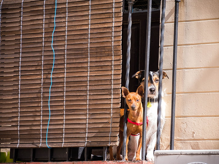 pes, psi, domácí zvíře, Fotografie, zvířecí portrét, Užijte si slunce, chovat jako v bavlnce fotografie