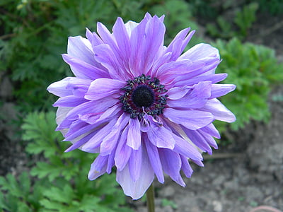 植物, 花园, 春天, 紫色的小花, 自然, 花, 花瓣