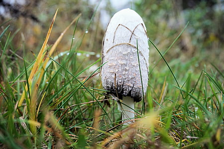 mushroom, forest, autumn, nature, mushroom picking, schopf comatus, asparagus mushroom