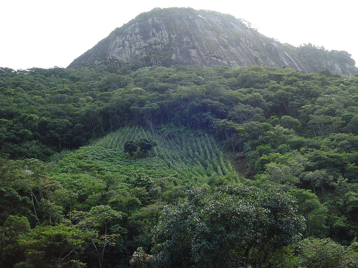Natura, Brazylia, roślinność, góry, lasu, zielony, drzewa