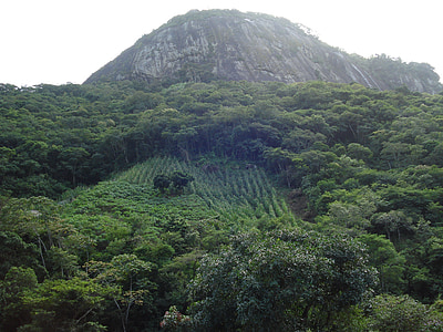 naturen, Brasilien, vegetation, bergen, skogen, grön, träd