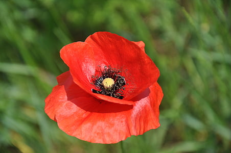 meadow flower, red poppy, wild