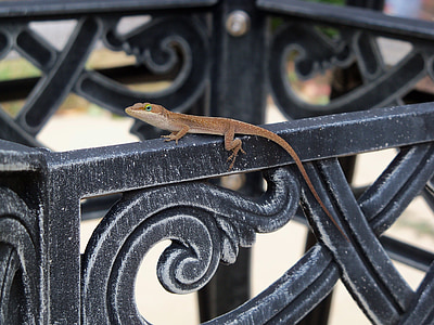 lizard, iron fence, nature, reptile, gecko, fence, steel