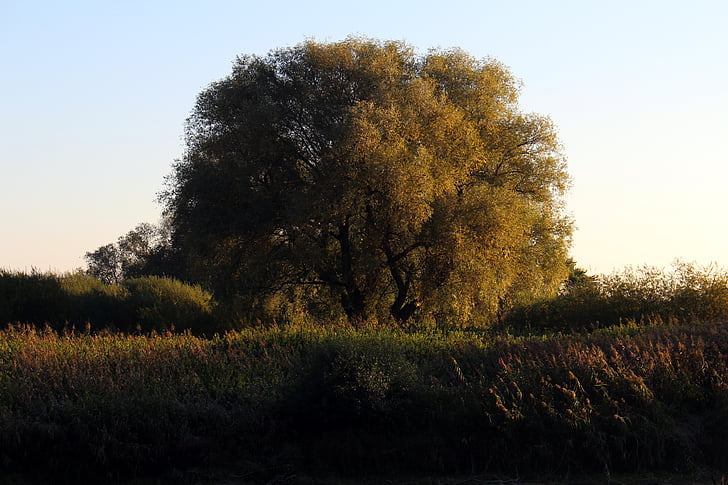 arbre, Meadow, automne, matin, nature, herbe, paysage