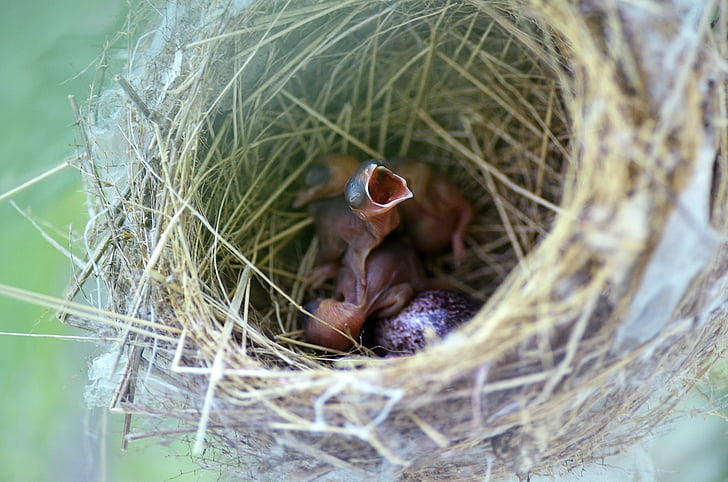 Bird nest, Gniazdo, Natura, Hatchling, Zagnieżdżanie, głodny, ptak