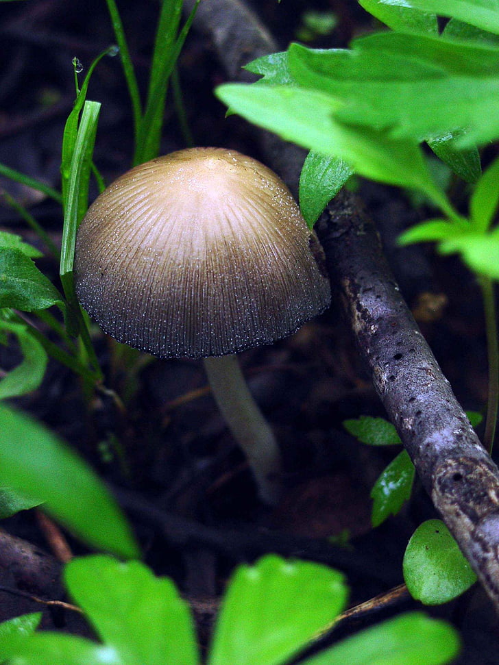 micaceus, Coprinus, cogumelo, Copa, mica, cogumelos, fungos