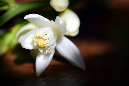 Blossom, nở hoa, chanh Hoa, trắng, đóng, Địa Trung Hải, Thiên nhiên
