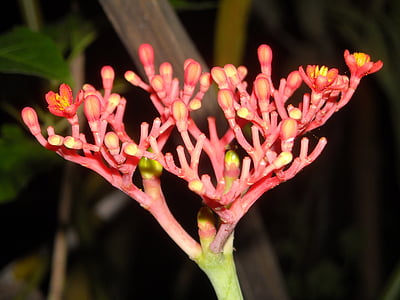 φυτά, λουλούδια, Ασόκα, saraca indica, πορτοκαλί, ο οφθαλμός