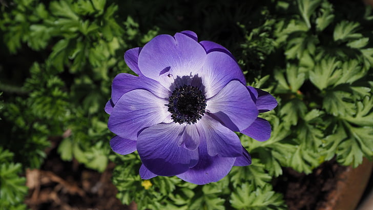 anemone, flower, blue, ranunculaceae, spring, garden, bloom