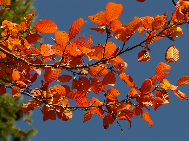 hösten, skogen, träd, gren, lämnar, Leaf, färgglada