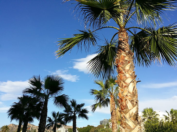Palm tree, Sky, landskap, naturen, moln, blå