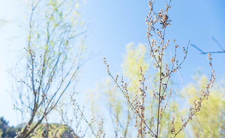 small fresh, plant, sky, nature, blue, branch, flower