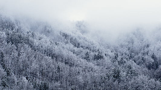 fred, neu, bosc, l'hivern, arbres, boira, boira