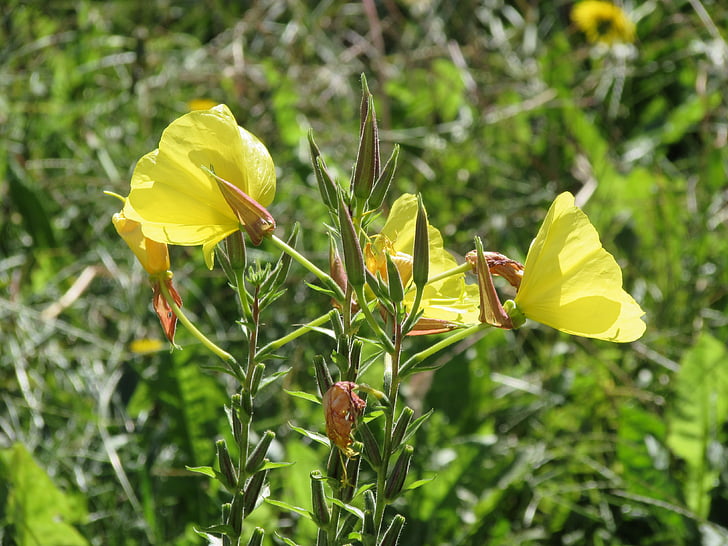 Rosa enotera, flors, l'Oenothera biennis, groc, flor, flors d'estiu