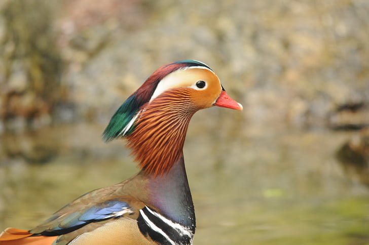 duck, drake, color, mandarin ducks, plumage, bird, duck bird