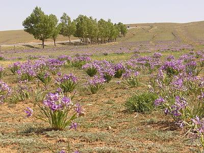 Iris, modrá, květ, závod, Mongolsko