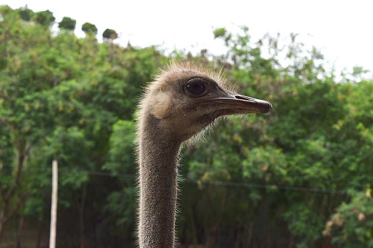 ostrich, neck, eye, peak, pen, zoo, long neck