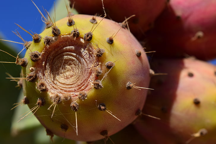 prickly pear, fruit, cactus, cactus fruit, cactus greenhouse, sting, prickly