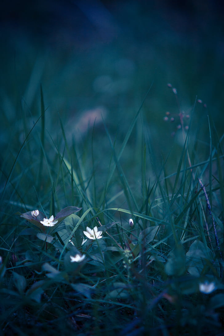beautiful, blur, close-up, delicate, flora, flower, focus