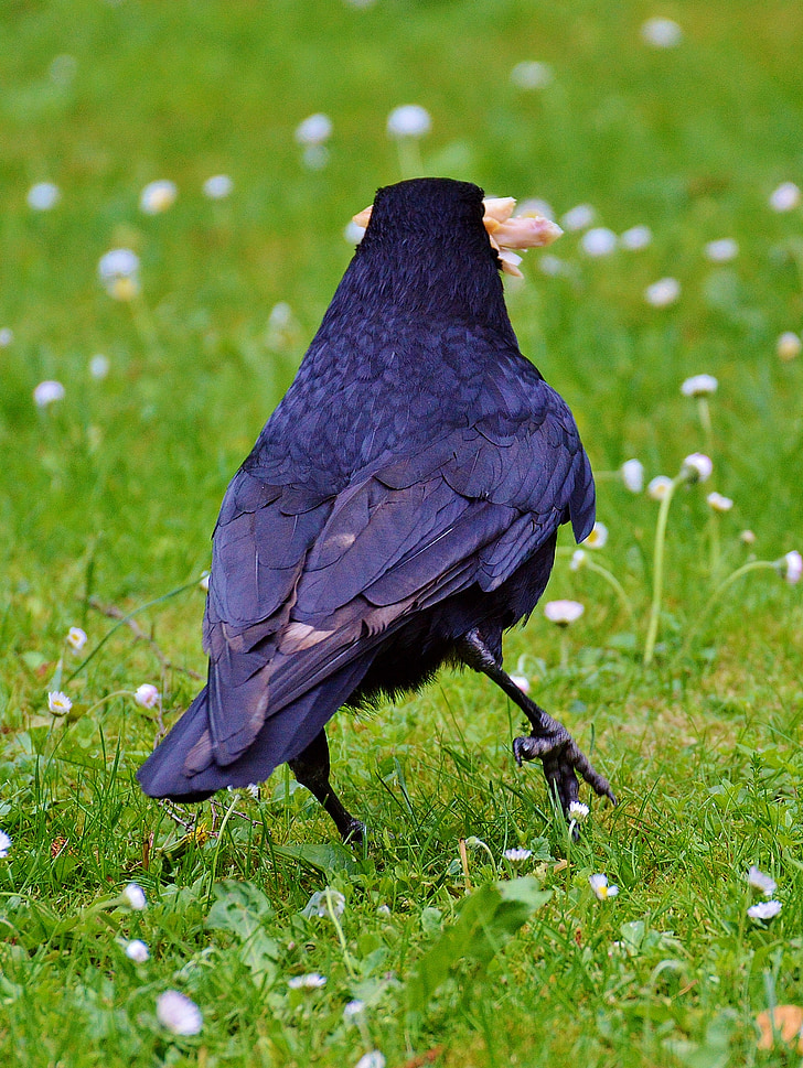 Crow, Raven, Raven fugl, sort, Bill, fjer, flyve