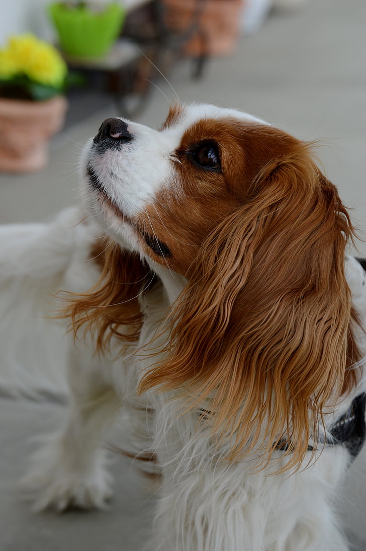 hond, Cavalier king charles-spaniël, grappig, huisdier, dier, bont, bruin