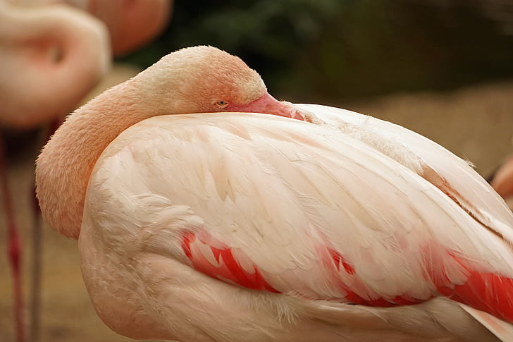 Flamingo, aizvērties, rozā, ūdens putnu, putns, dzīvnieku, savvaļas dzīvnieki