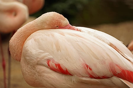 Flamingo, z bliska, różowy, woda ptak, ptak, zwierząt, dzikich zwierząt