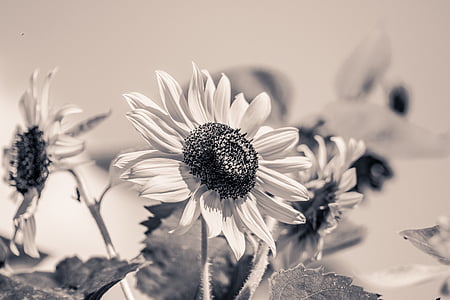 太阳花, 向日葵, 开花, 绽放, 黑色和白色, 单色, sw