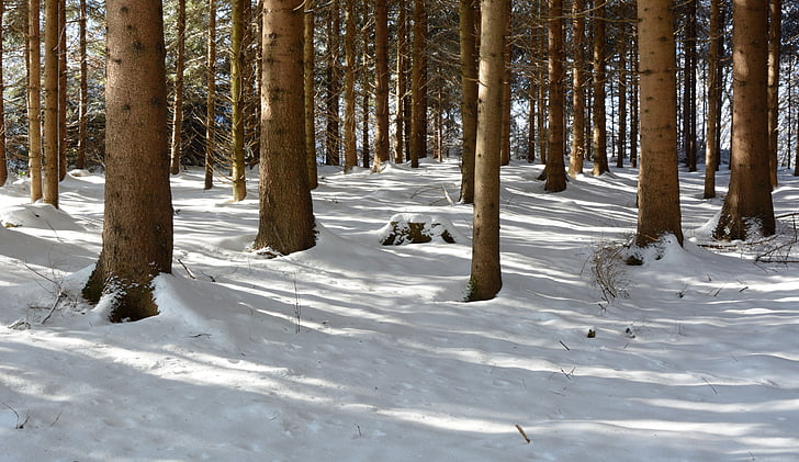 winter, snow, forest, trees, wintry, nature, cold