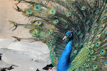 peacock, zoo, tail, animal, nature, feather, bird