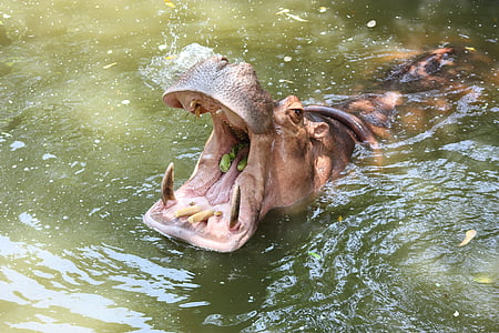 el hipopótamo, Kita, dolor de garganta, delicadeza, Tailandia, dental, cabeza
