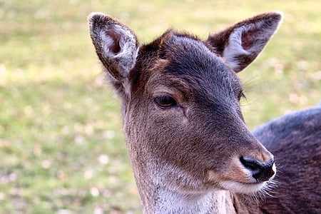 Roe deer, hươu fallow, hoang dã, động vật, động vật có vú, Nhiếp ảnh động vật hoang dã, Thiên nhiên