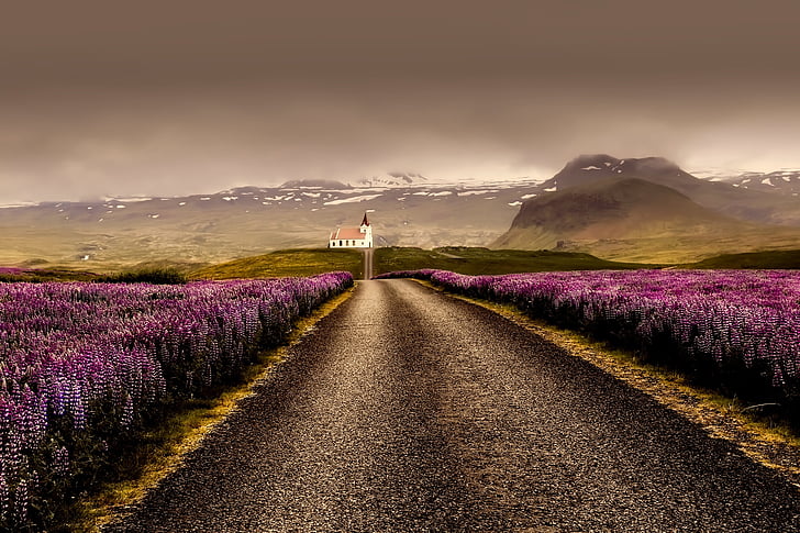 Island, blomster, landskapet, veien, soloppgang, solnedgang, natur