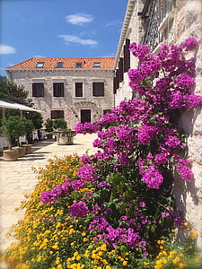 Buganvilia, kvety, hrad, Castle hotel, Kazbek hotel, Hotel dubrovnik, Dubrovnik