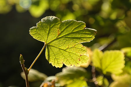leaf, back light, bright, green, sun, bush, currant