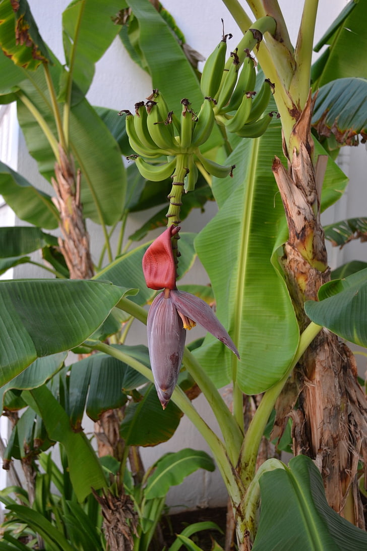 copac banane, banane, florale, plante, floare, floare, petale