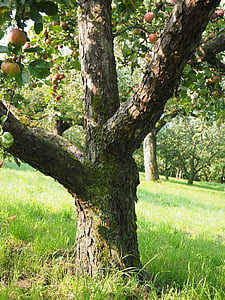 tree trunk stem, apple tree, fruit, frisch, healthy, vitamins, orchard