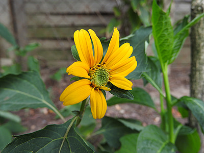 yellow flower, flower, pointed flower, close, marigold