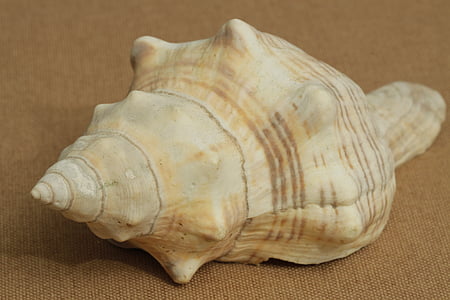 shell, zee, Oceaan, natuur, Seashell, spiraal, Animal shell