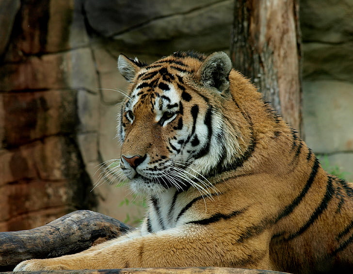 tiger, beast, wild, animal, wildlife, carnivore, striped