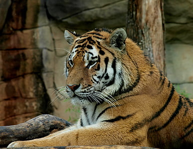tiger, beast, wild, animal, wildlife, carnivore, striped
