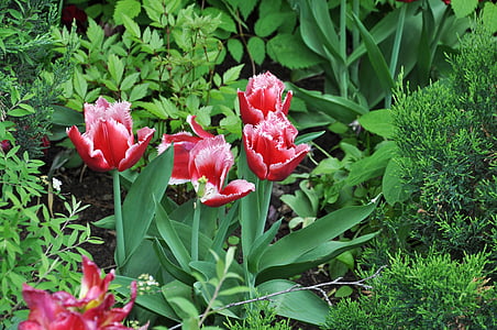 tulip, flower, spring, nature, floral, natural, blossom