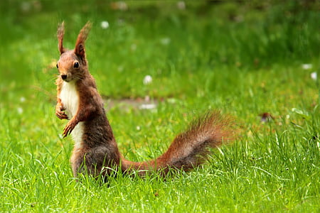 squirrel, brown, garden, foraging, cute, animal, grass