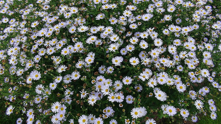 Floral park, Orleans, koiranputkea, kukat, valkoinen