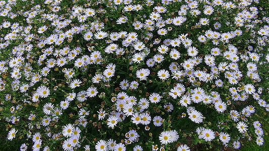 สวนฟลอรัล, ออร์ลีนส์, ดอกเดซี่, ดอกไม้, สีขาว