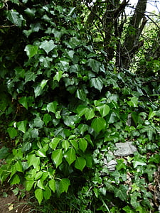 Ivy, alam, daun, hijau gelap, hijau, daun, warna hijau