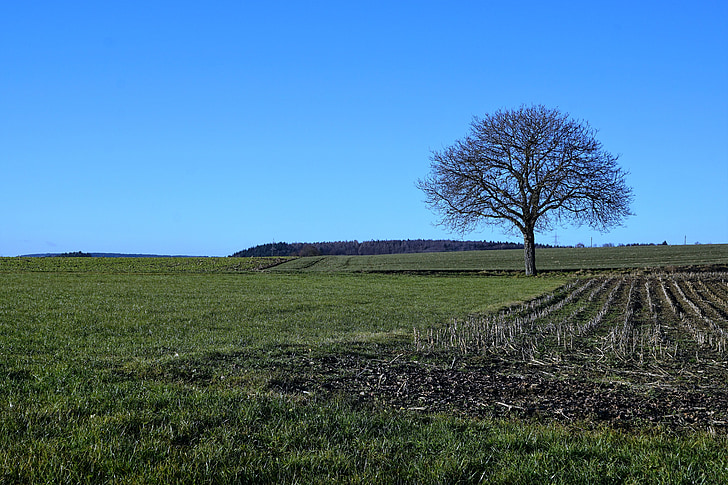 drzewo, łąka, Natura, niebo, niebieski, Stockach, Niemcy